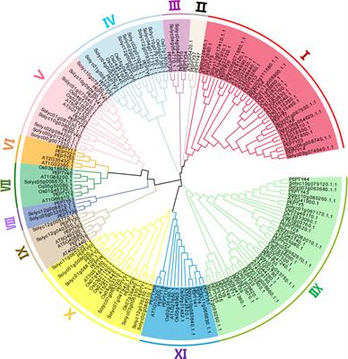 Genome-wide analysis and identification of stress-responsive genes of the CCCH zinc finger family in Capsicum annuum L.